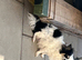 Parti tan point white black chihuahua girl