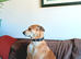 Dog to Rehome