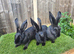 Rabbit Babies Looking for Their Forever Homes!
