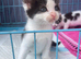 Rag doll cross domestic kittens