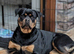 Rottweiler puppies