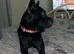 2 year old French bulldog cross patterdale