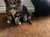 5 beautiful kittens