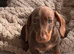 Chocolate male dachshund