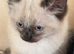 Ragdoll kittens