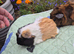 Beautiful Baby Guinea Pig Sows