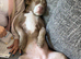 American bully puppy