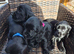 Stunning cocker spaniel puppies