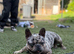Beautiful French bulldog