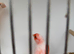 Mosaic canaries