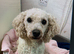 HANDSOME POODLE, CHARLIE