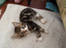 6 tabby kittens
