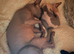 Piggy & Cruella. 3 year old Bonded male and female