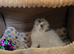 Gorgeous chunky ragdoll kittens
