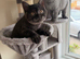 British and Scottish Fold kittens