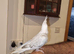 Hand tame baby cockatiel