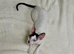 Beautiful Pure Cornish Rex Kittens &ndash; Ready for Loving Homes