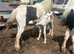 Lovely mare and foal for sale