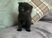 Scottish fold and straight kittens
