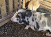 Kune Kune Weaners Ready To Leave Now. 6 Girls and 4 Boys. Low Price.