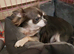 Looking for Long-Haired Tri/Black/Brown Girl, Puppy up to 3 yrs.
