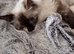 Ragdoll looking for a forever home