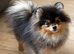 Rkc reg 6month old Pomeranian