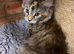 Beautiful pedigree maine  coon kittens