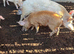 Piglets/weeners