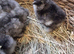 Silkies Hatched 19/05/2026 unsexed