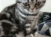 Bsh. Silver Classic Tabby .