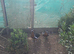 Red breasted geese