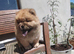 Chow chow puppies