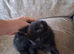 Kittens for sale