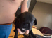Labrador cross frugs