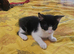 Lovely male kitten