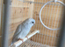 Parrotlet hen for sale