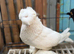 bokaro pair available
