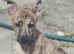 Lurcher pups