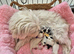 Gorgeous Maltese & Lhasa-apso puppies