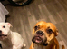 american bulldog puppies