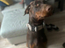 3 years old Doberman bitch