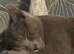 Beautiful 1 year old girl Russian blue