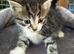 Kitten looking for her forever home
