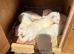 Albino ferret kits