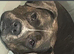 Presa Canario