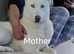 Beautiful Siberian huskys only 5 left be fast