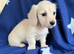 KC reg, English cream Miniature Dachshund puppies