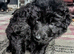 Stunning  straight backed long haired GSD puppies