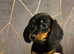 Miniature dachshund